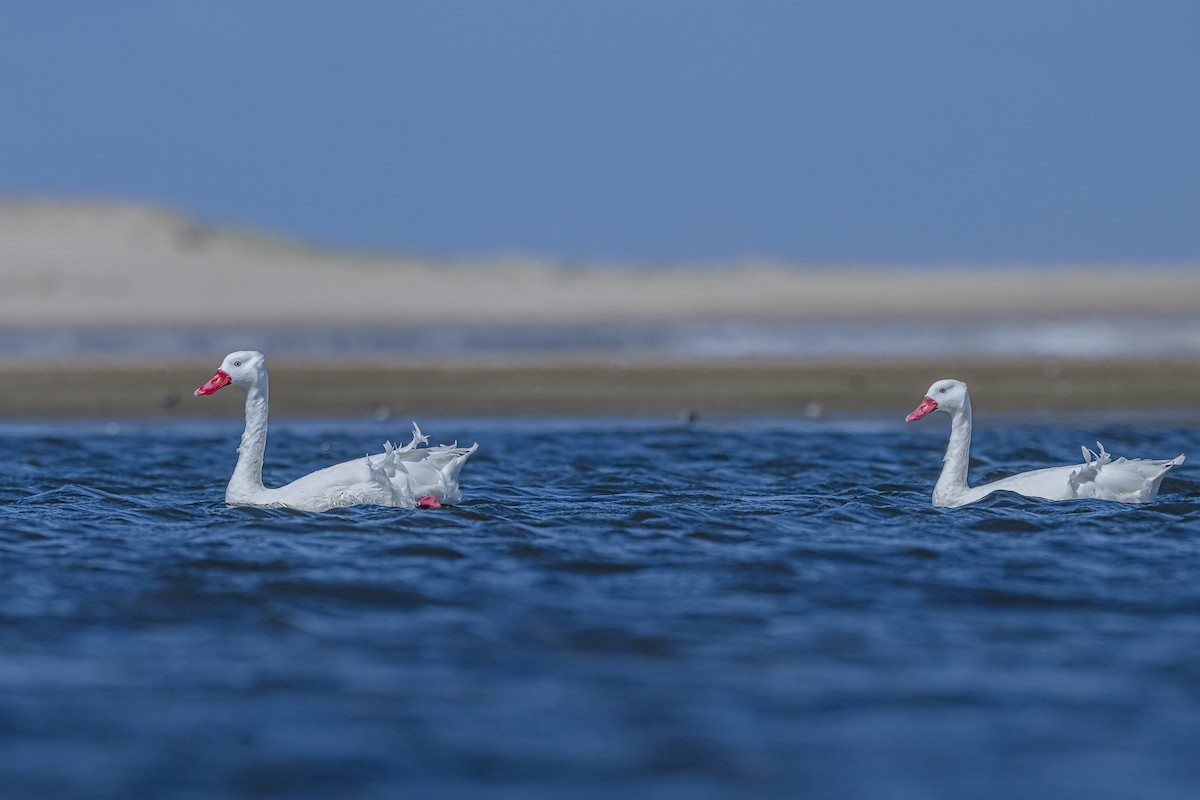 Coscoroba Swan - Amed Hernández