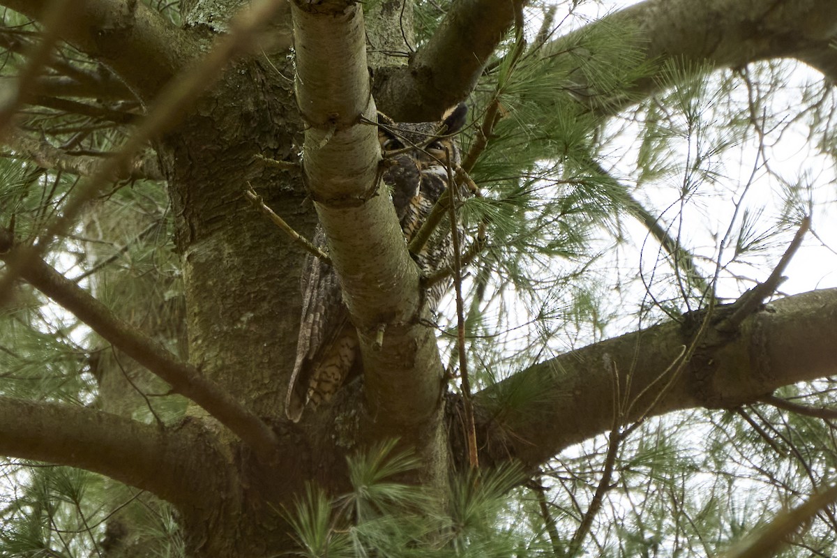 Great Horned Owl - ML615831594