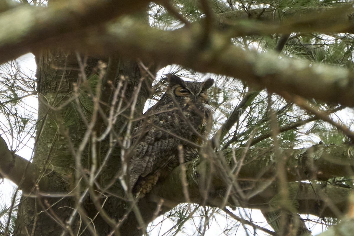 Great Horned Owl - ML615831597