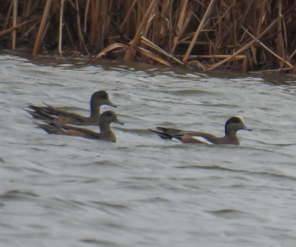 American Wigeon - ML615831602