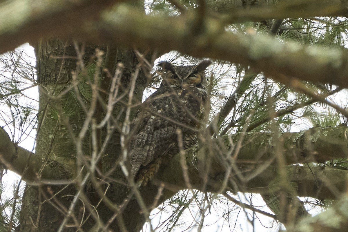 Great Horned Owl - ML615831603