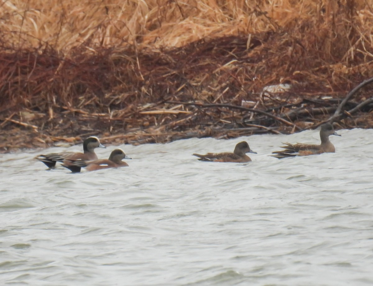 American Wigeon - ML615831604