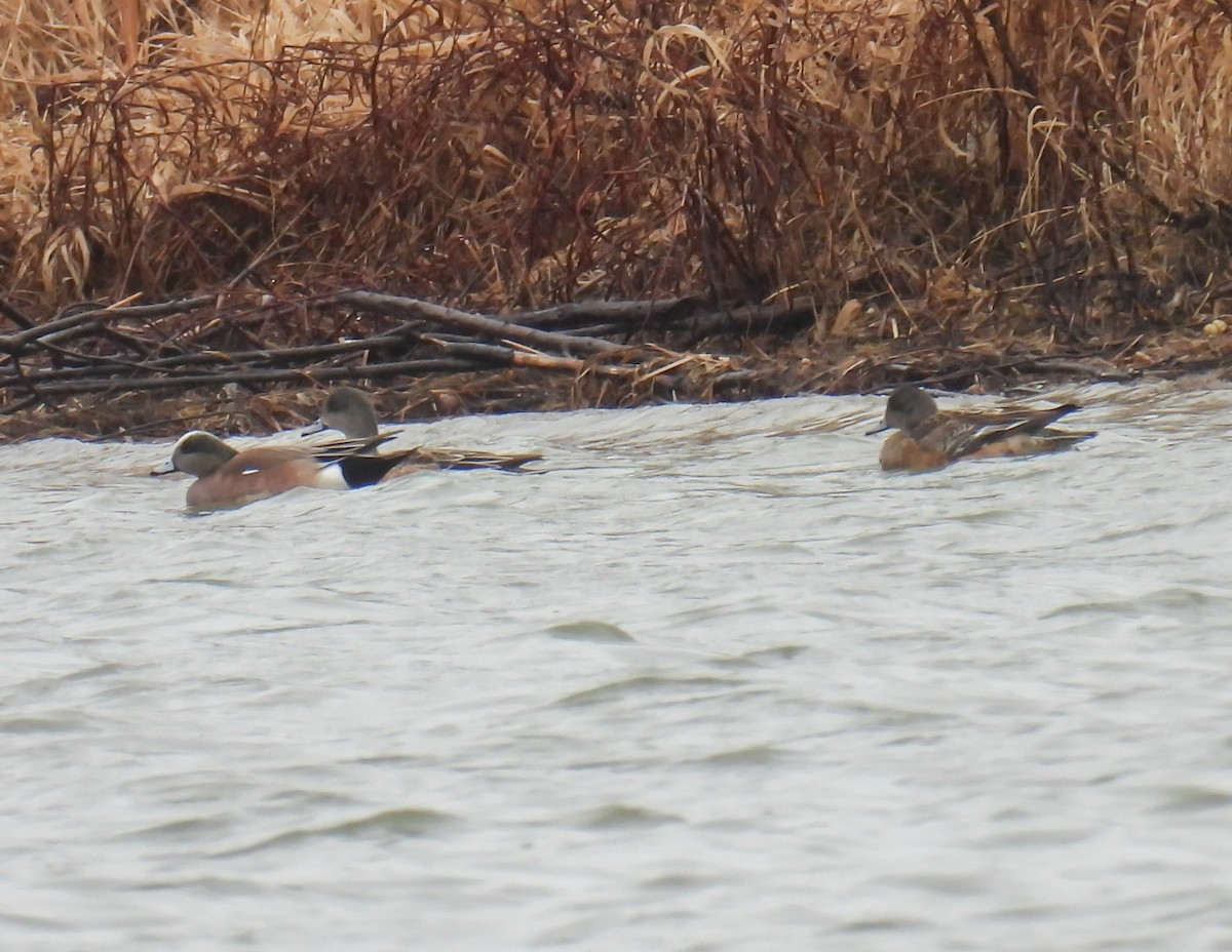 American Wigeon - ML615831605