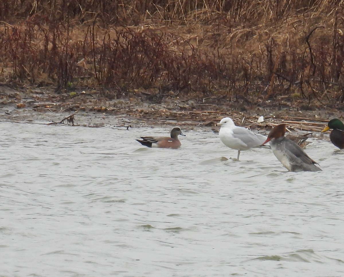 American Wigeon - ML615831606