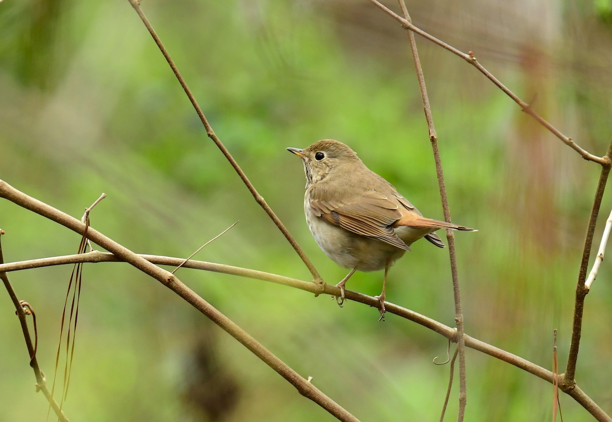 Hermit Thrush - ML615831612