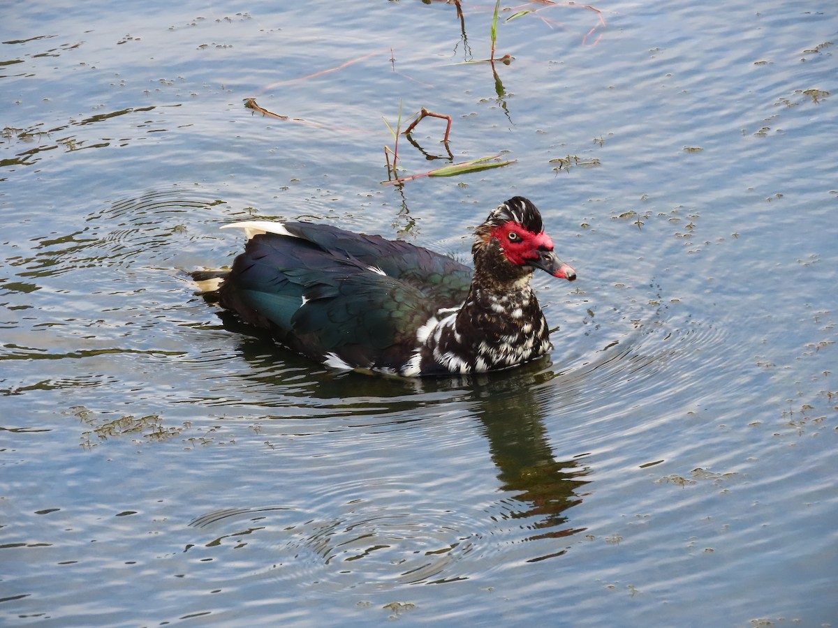 Muscovy Duck (Domestic type) - ML615831617