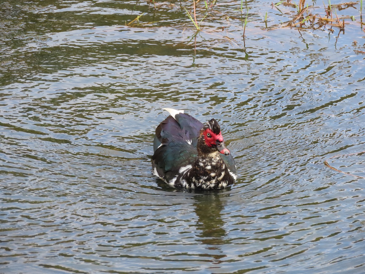 Muscovy Duck (Domestic type) - ML615831618