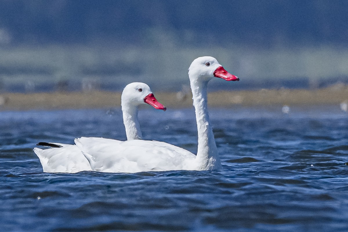 Coscoroba Swan - Amed Hernández