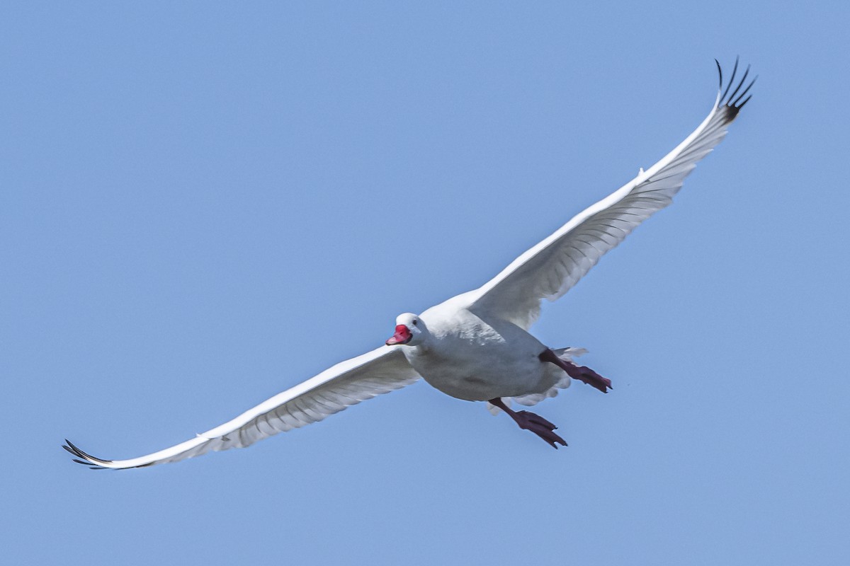 Coscoroba Swan - ML615831684