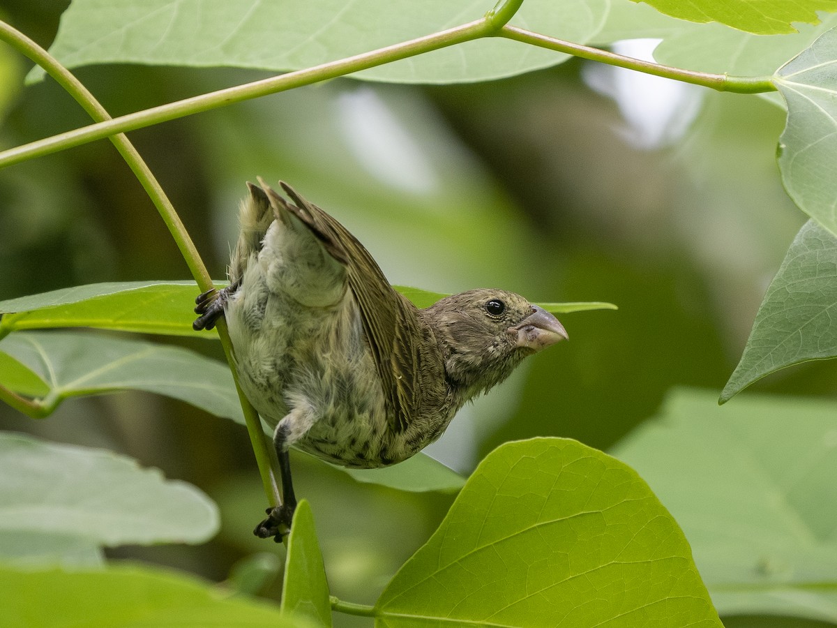 Vegetarian Finch - Steven Hunter