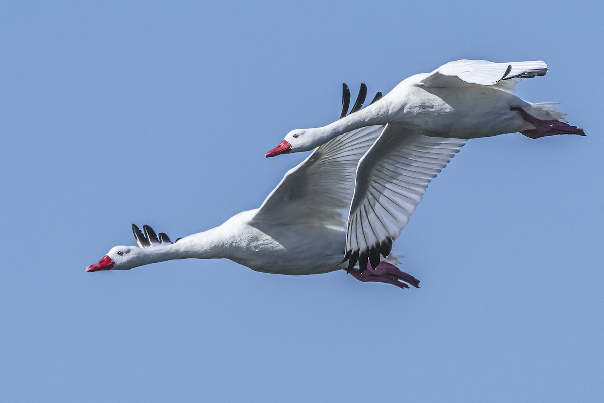 Coscoroba Swan - ML615831722