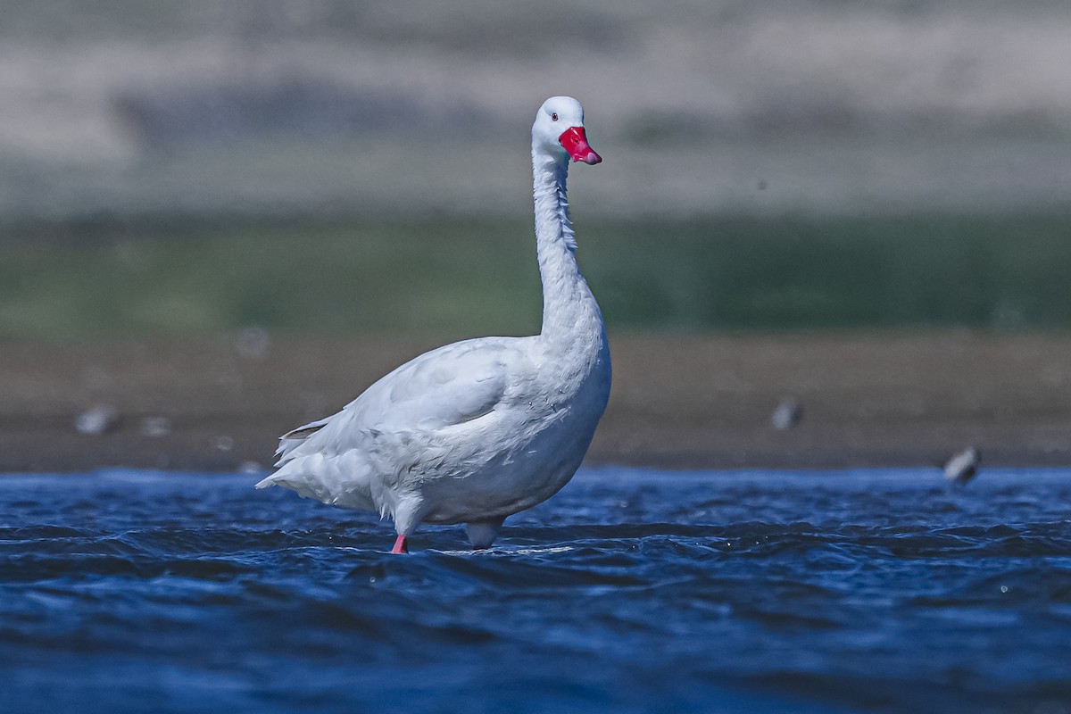 Coscoroba Swan - ML615831725