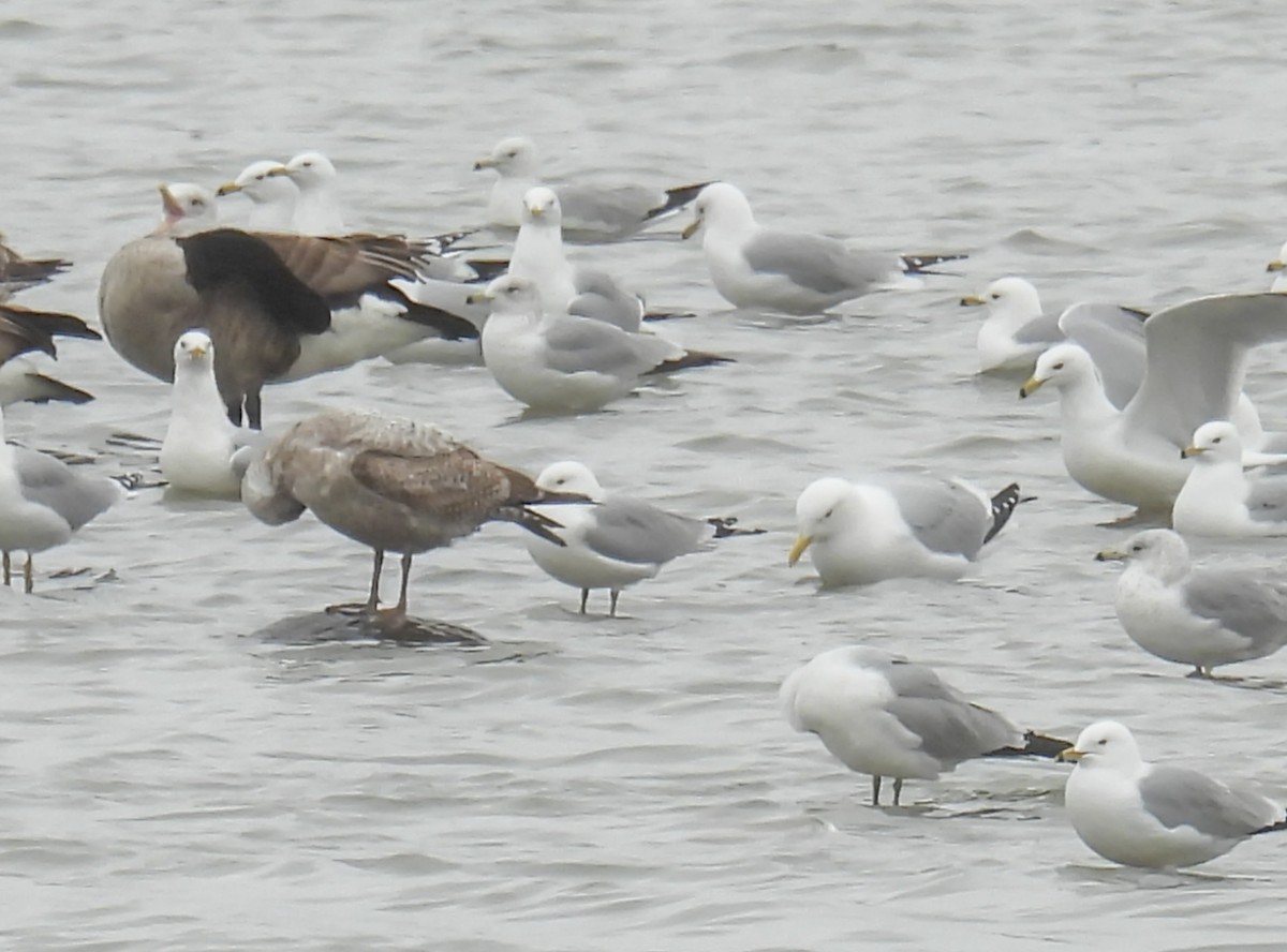 Gaviota Argéntea - ML615831738