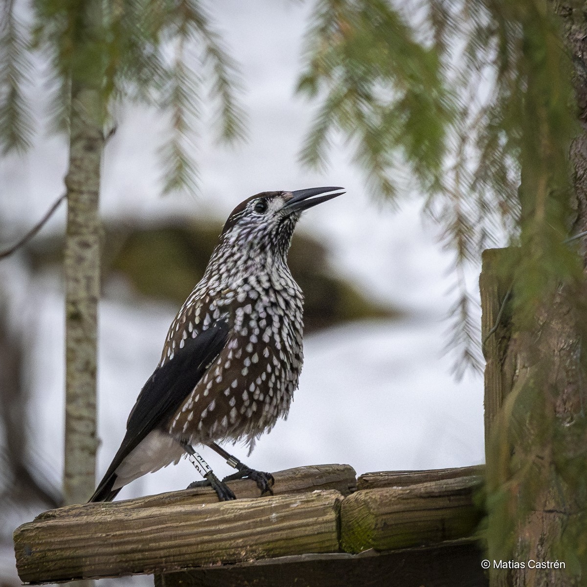 Northern Nutcracker - ML615831775