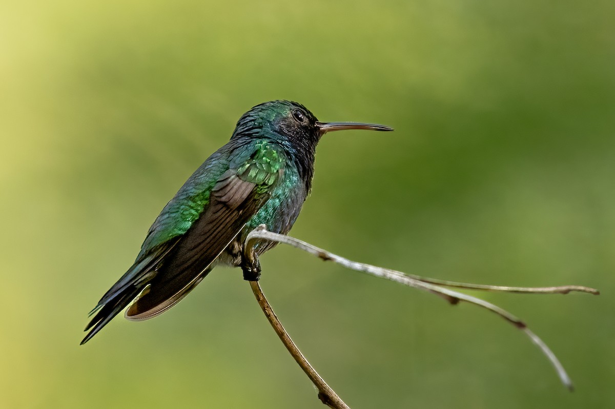 Sapphire-throated Hummingbird - ML615831810