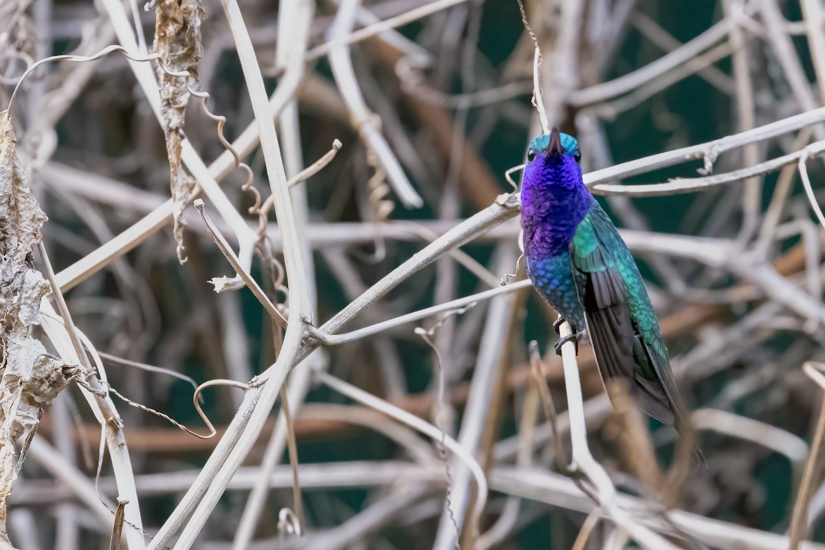 Sapphire-throated Hummingbird - ML615831811
