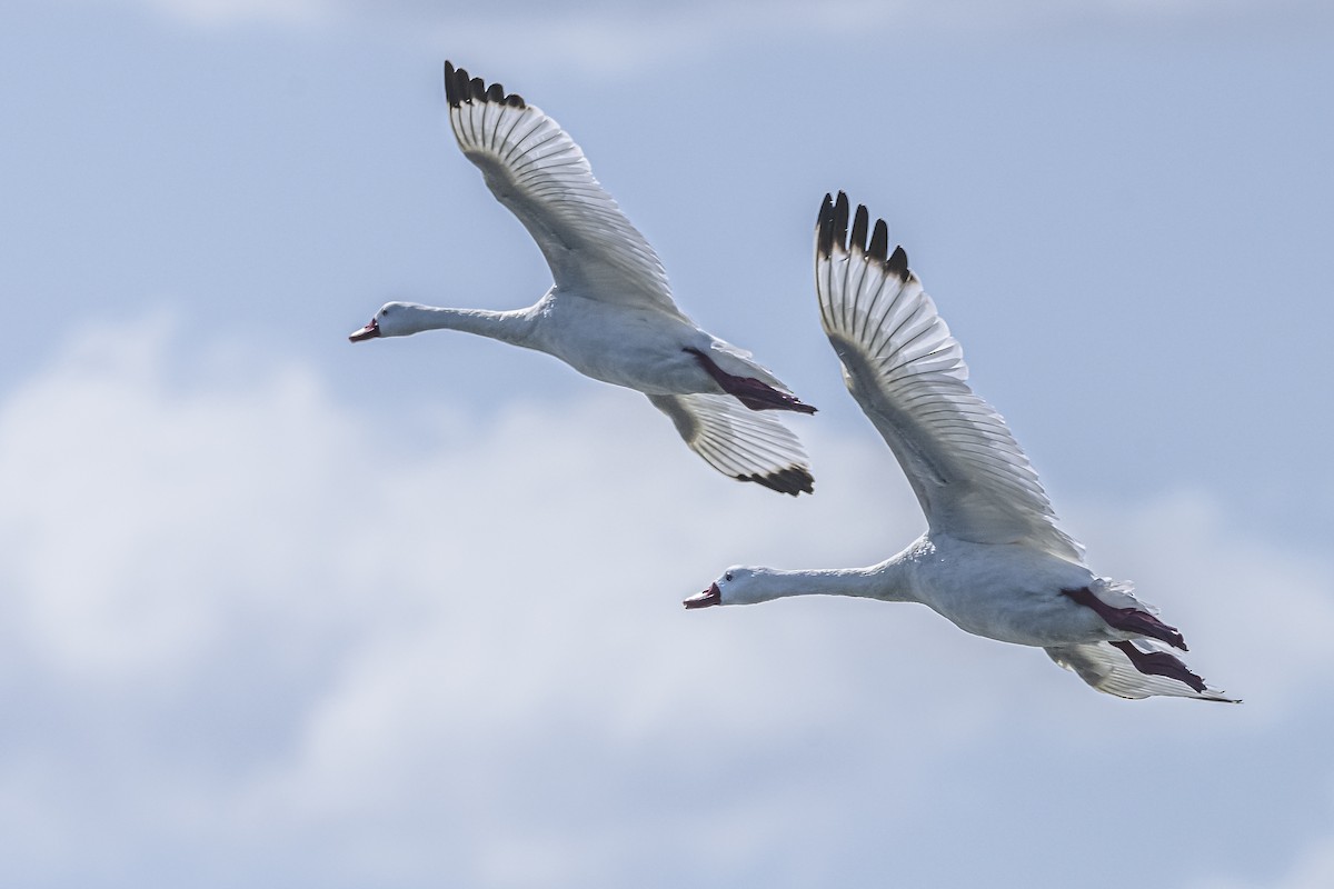 Coscoroba Swan - ML615831838