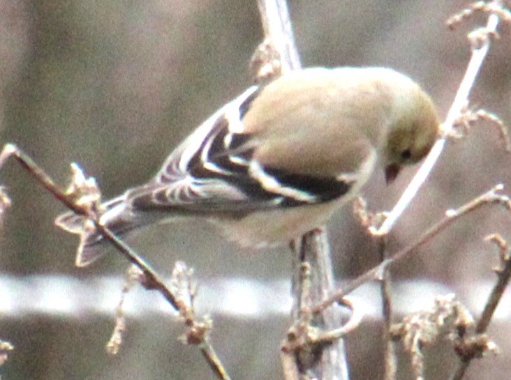 American Goldfinch - ML615831841