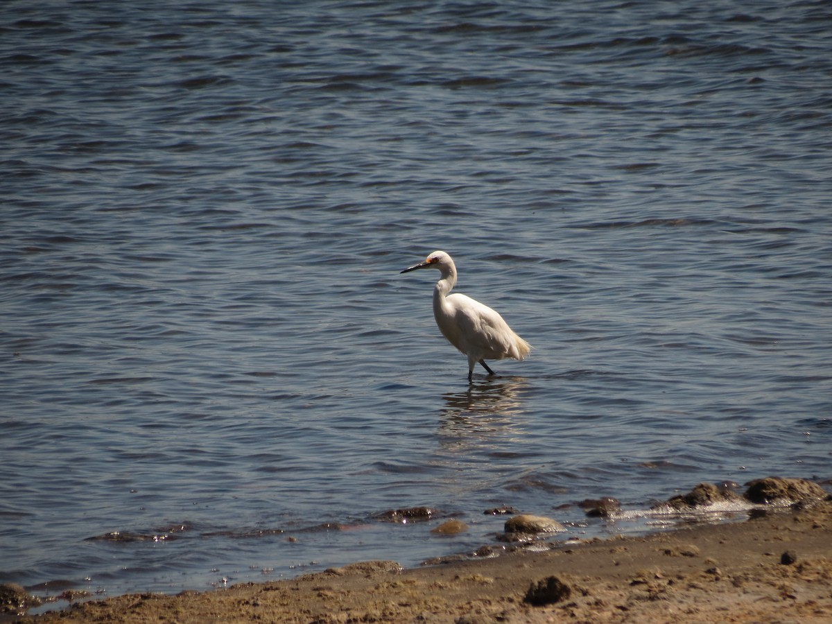 Snowy Egret - ML615831857