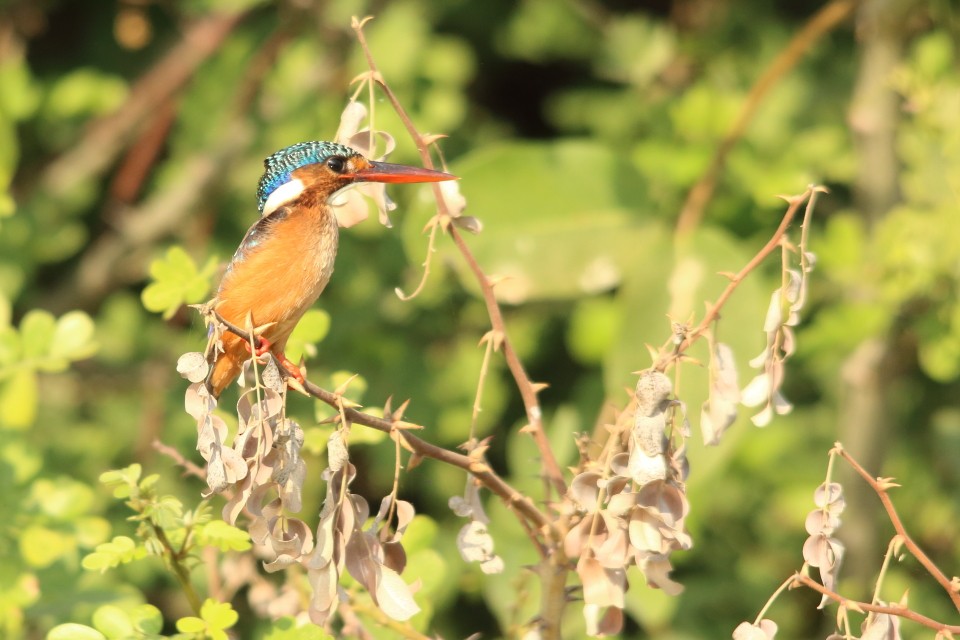 Malachite Kingfisher - David Howdon