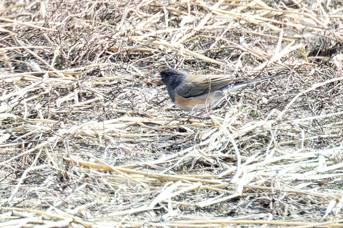 Junco Ojioscuro (grupo oreganus) - ML615831875