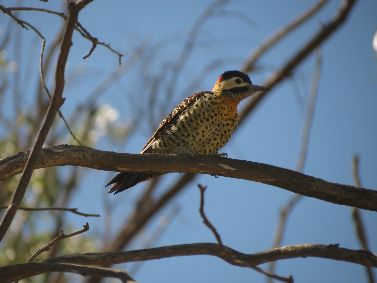 Green-barred Woodpecker - ML615831924