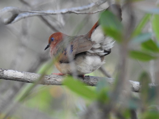 Blue-eyed Ground Dove - ML615831965