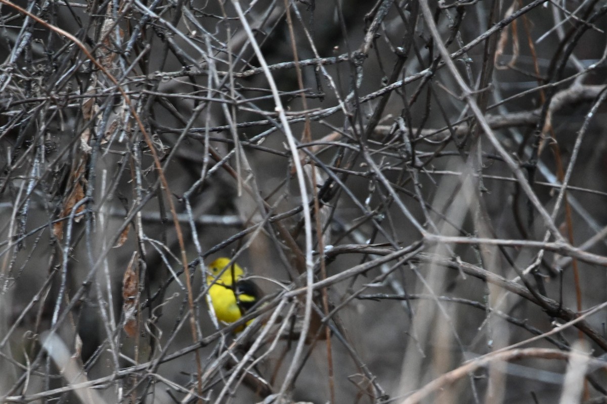 Western Tanager - ML615831981