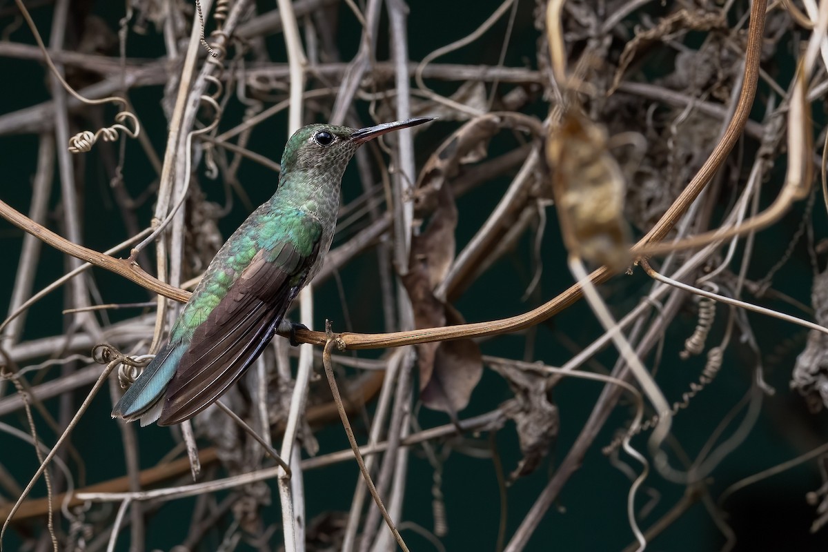 Colibrí de Cuvier - ML615832000