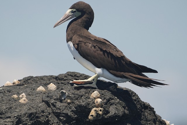Field Identification - Cocos Booby - Sula brewsteri - Birds of the World