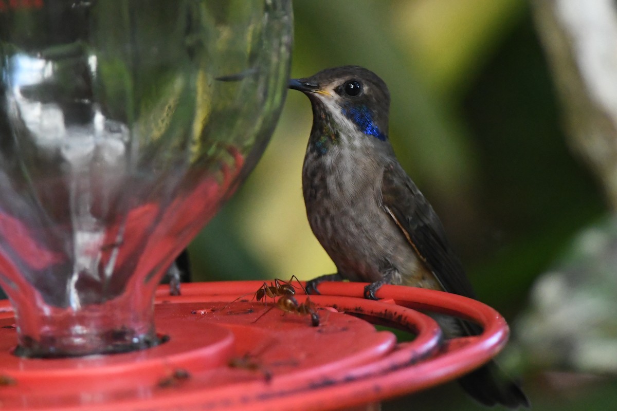 Brown Violetear - ML615832049