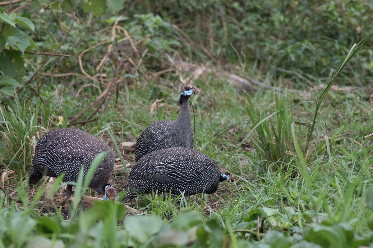 Helmeted Guineafowl - ML615832097