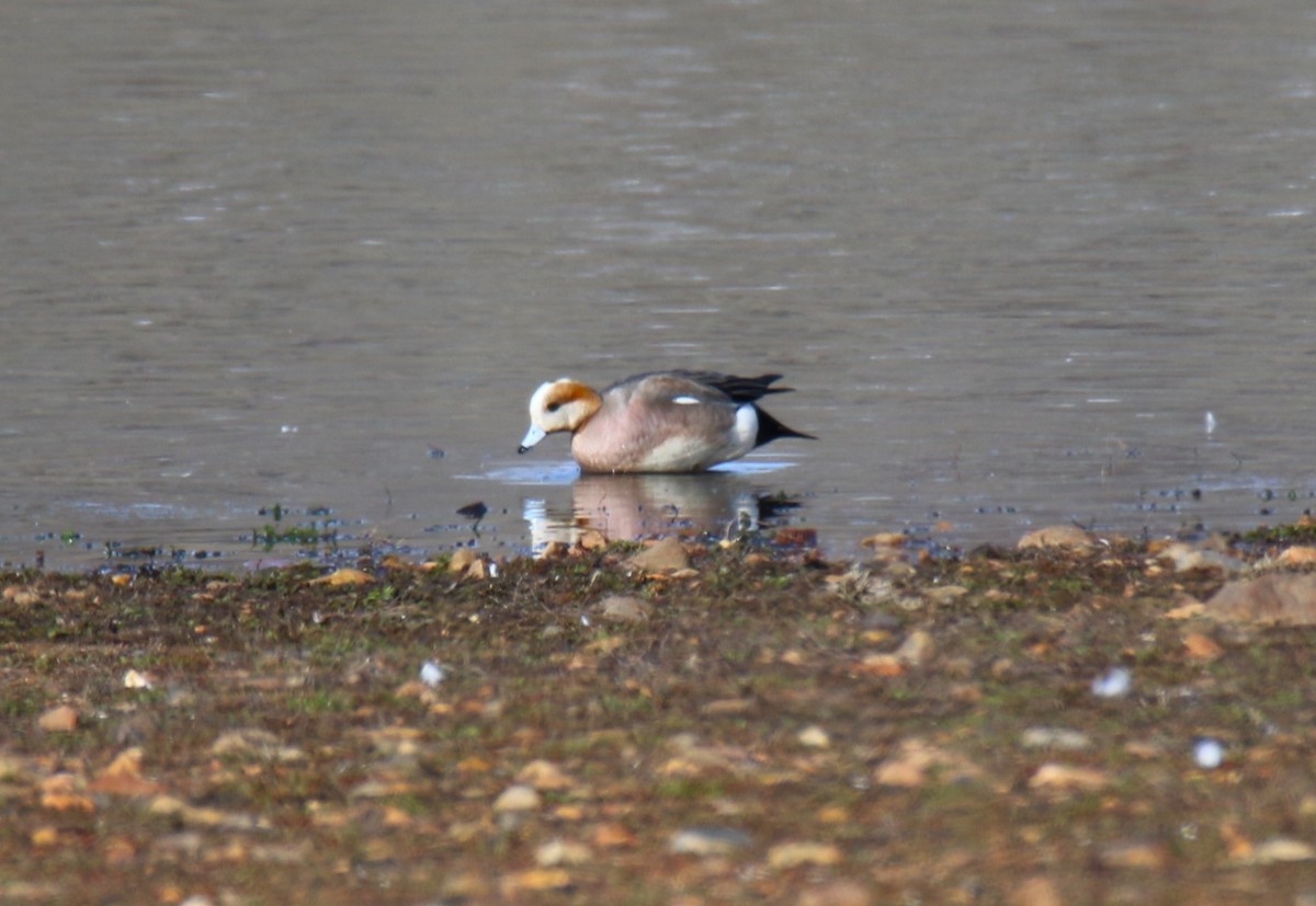 Eurasian x American Wigeon (hybrid) - ML615832132