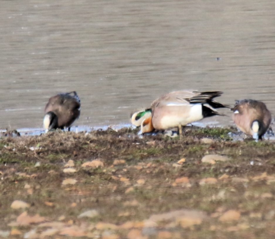 Eurasian x American Wigeon (hybrid) - ML615832133