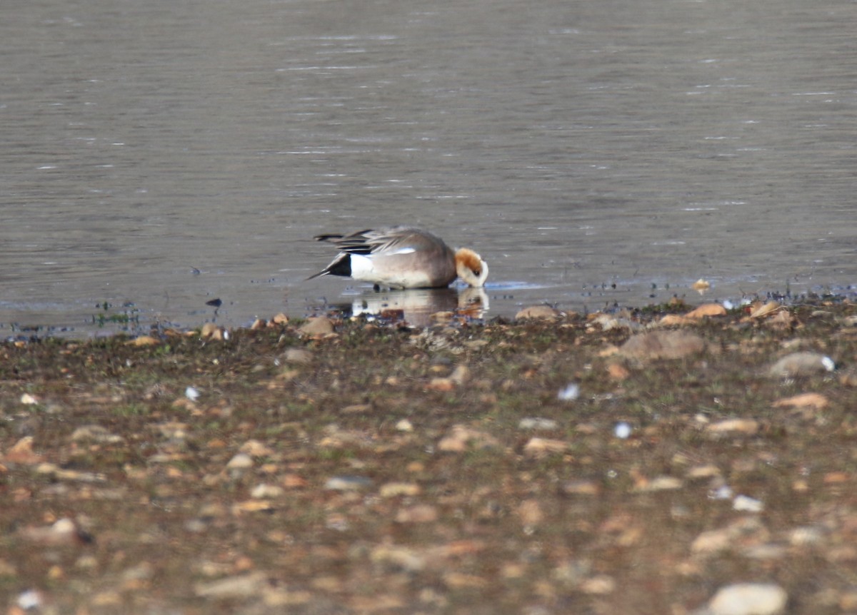 Eurasian x American Wigeon (hybrid) - ML615832134