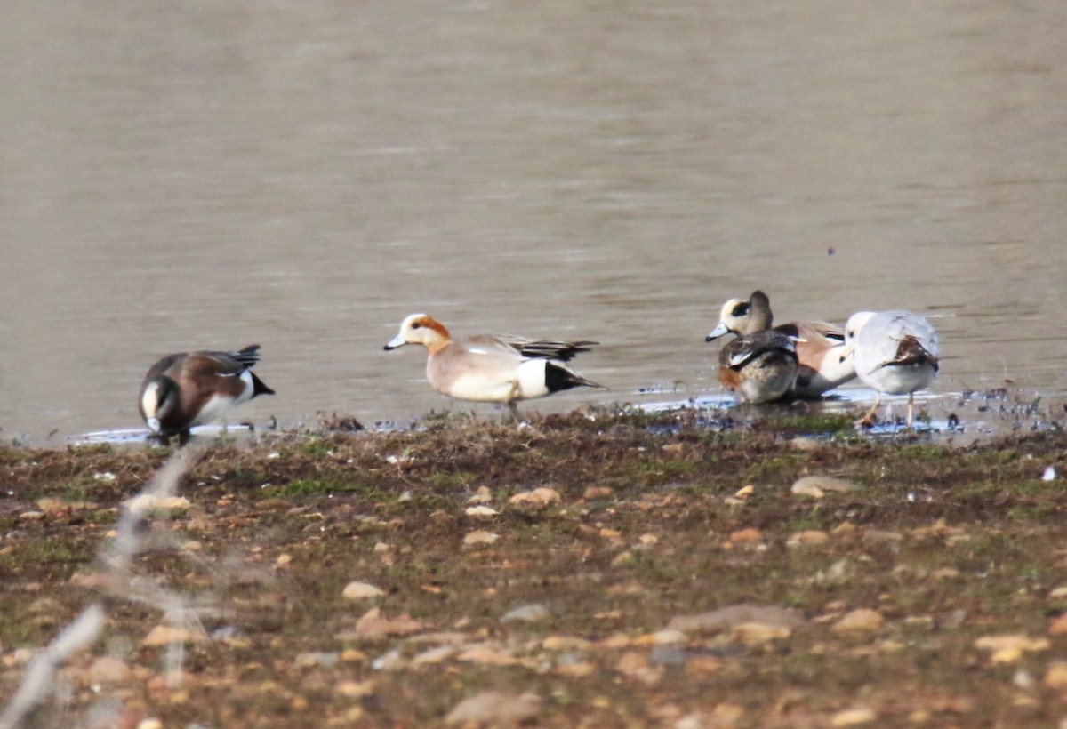 Eurasian x American Wigeon (hybrid) - ML615832135