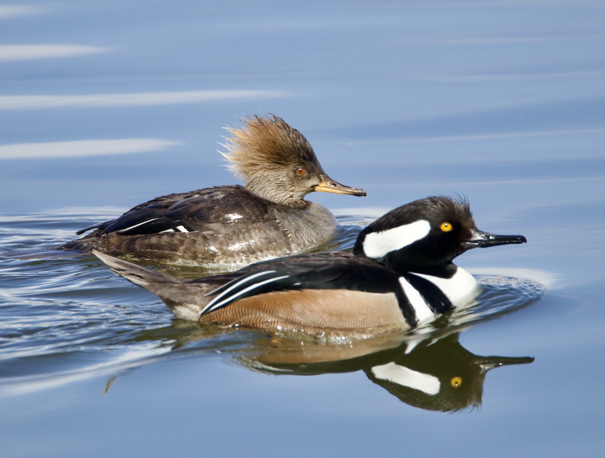 Hooded Merganser - Jordan Juzdowski