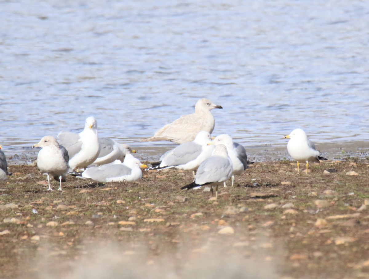 Goéland arctique - ML615832175