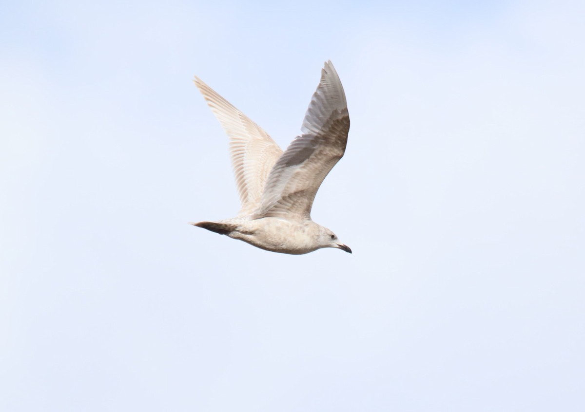 Gaviota Groenlandesa - ML615832177