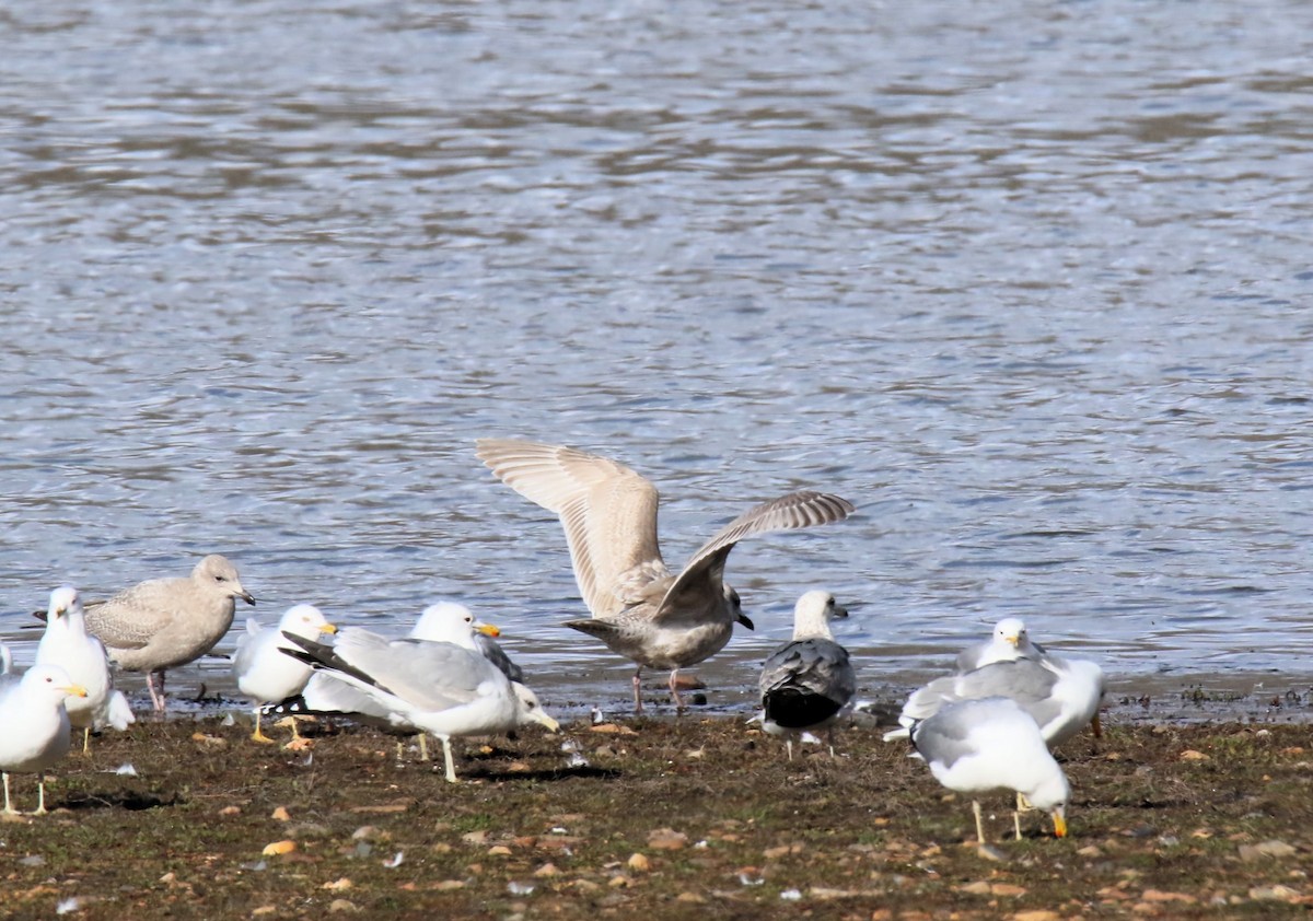 Iceland Gull - Steve Stump