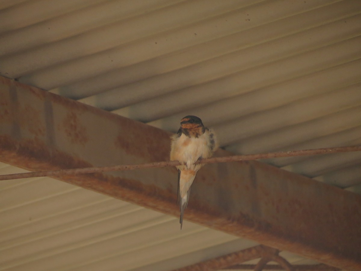 Barn Swallow - ML615832183