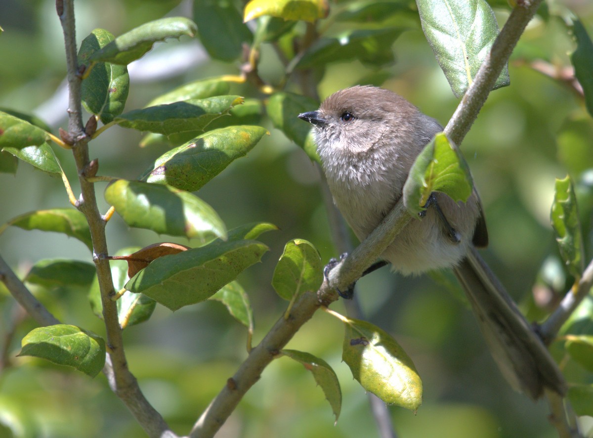 Bushtit - Sia McGown