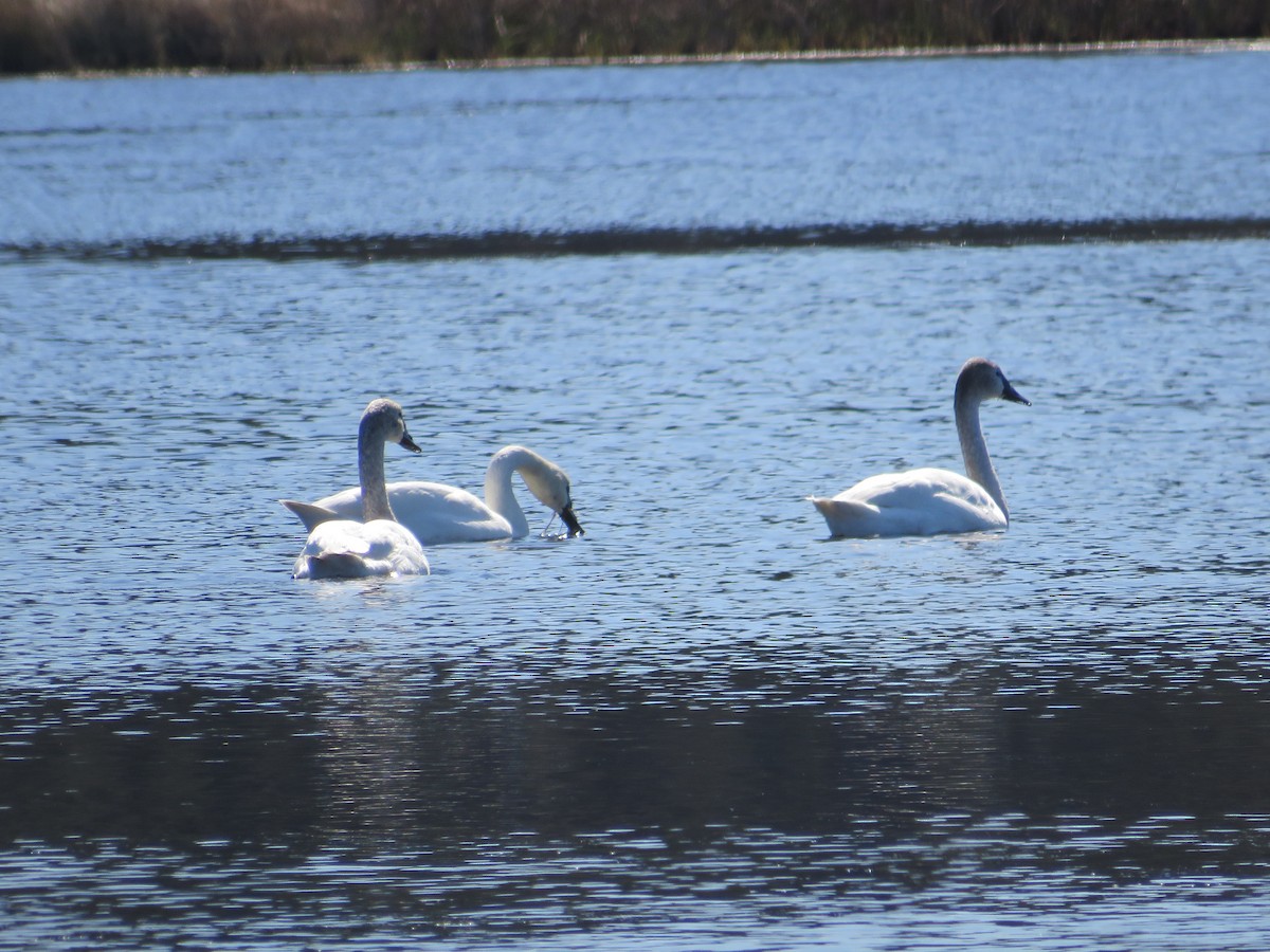 Tundra Swan - ML615832237