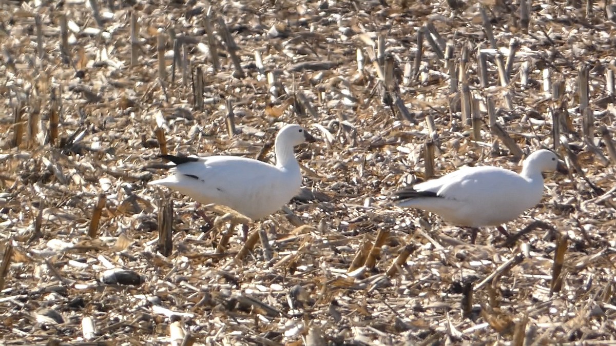 Ross's Goose - ML615832256