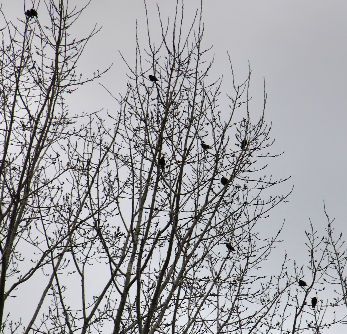 European Starling - Samuel Harris