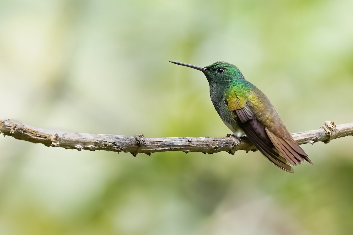 Snowy-bellied Hummingbird - ML615832275