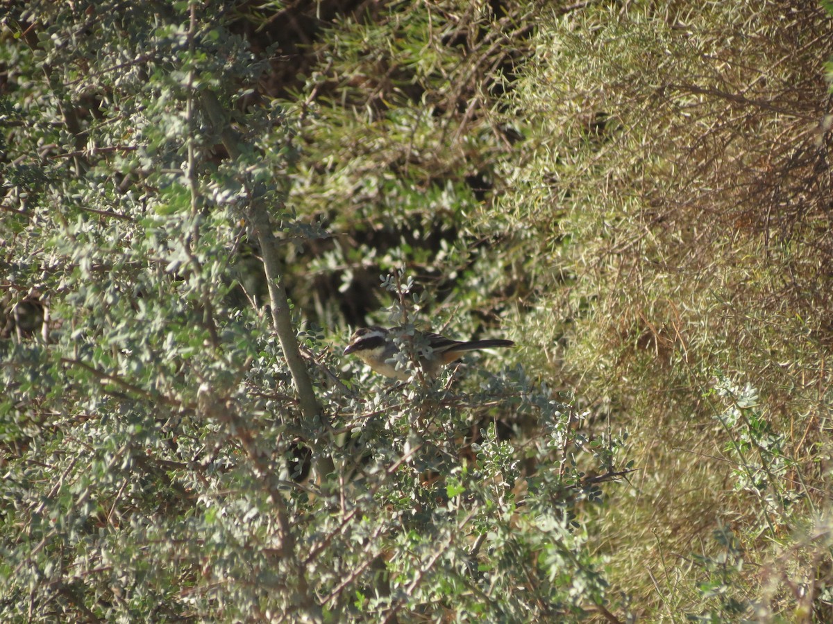 Ringed Warbling Finch - ML615832282