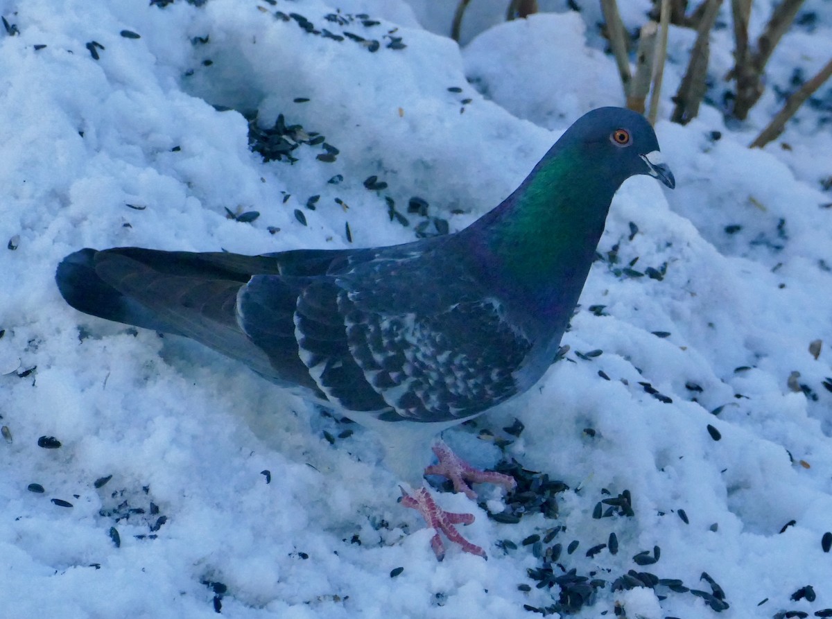 Rock Pigeon (Feral Pigeon) - ML615832324