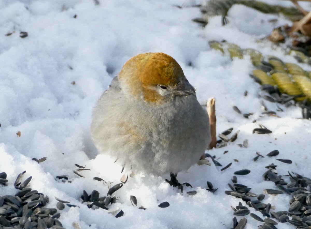 Pine Grosbeak - ML615832396