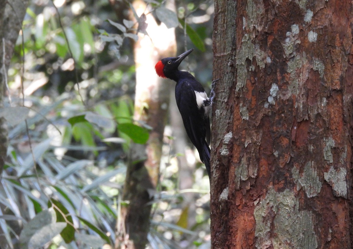 White-bellied Woodpecker - ML615832456